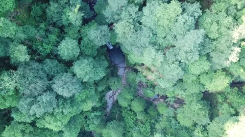 Aerial top view of forests of Sochi, Russia Stock Footage 321378419