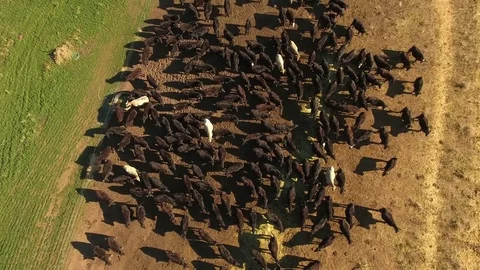 Aerial top of view of free range cattle - California, USA Stock Footage 82689639