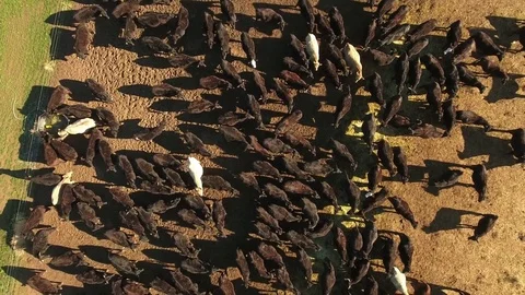 Aerial top of view of free range cattle - California, USA Stock Footage 82689646