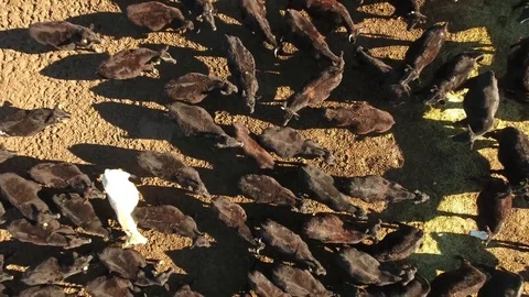 Aerial top of view of free range cattle - California, USA Stock Footage 82690119
