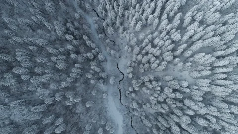 Aerial top view of a frozen forest with snow covered trees at winter. Stock Footage
