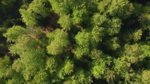 Aerial top view of the green forest with foliage in springtime	 Stock Footage 234417366