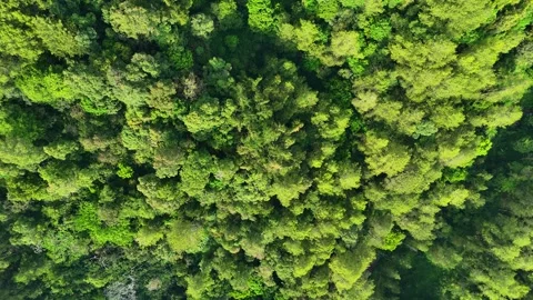 Aerial Top View of Green Forest Canopy Stock Footage 346723351