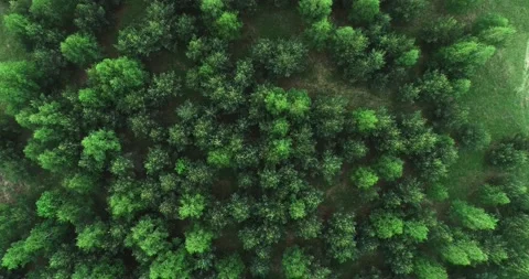 Aerial top view of green pine birch forest. Motionless background 库存影片 165950355