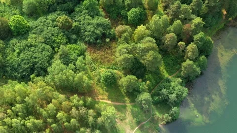 Aerial top view of green summer forest and blue lake. Stock Footage 329055301