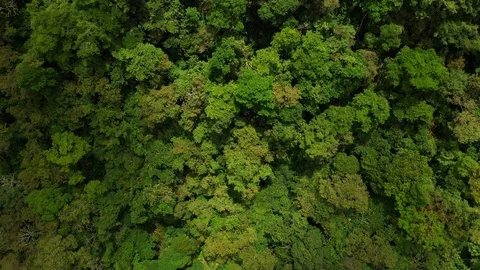 Aerial top view of green trees in forest background, Peru, Andes, South America. Stock Footage 105886202
