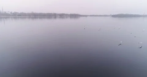 Aerial top view of the group flying seagulls in fog over the river. 動画素材 84047481