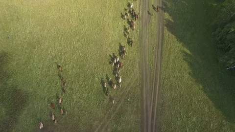 AERIAL: Top view of a herd of fast running horses. The camera follows animals. Stock-Footage 81669901