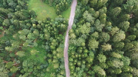 Aerial top view of idyllic winding road through the green pine forest Stock Footage 201307178