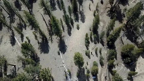 Aerial top view of Jeffrey pine forest Stock-Footage 112448523