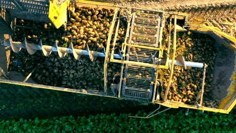 Aerial top view Loading sugar beet into a truck for further transportation to Stock Footage 235217545