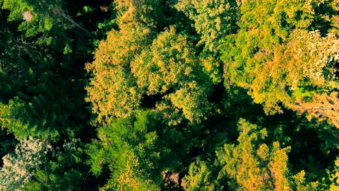 Aerial top view low flight over autumn forest and trees. Autumn in the forest. Video stock 219668047