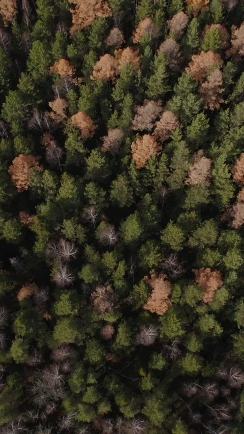 Aerial top view of mixed evergreen and deciduous forest canopy in autumn Stock Footage 335663796