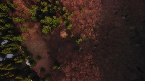 Aerial top view of mixed forest in spring time, golden hour, vivid forest colors Stock Footage 185669197