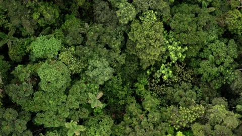 Aerial top view moving over the tree canopy tree crowns of many tree species Stock Footage 151280116