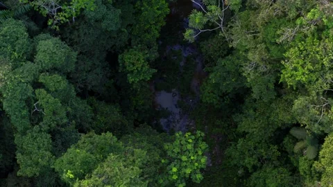 Aerial top view moving into the shadows of the tree canopy Stock Footage 151280016