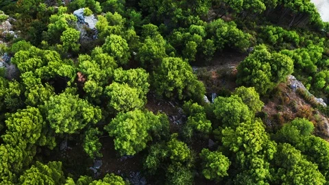 Aerial top view of a nice structured ground and saturated green trees Stock Footage 122808056