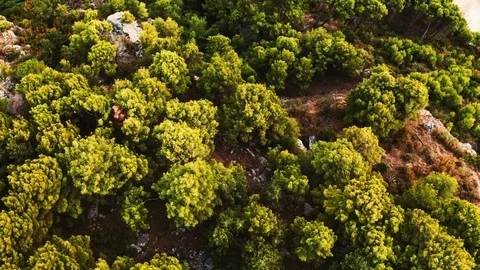 Aerial top view of a nice structured ground and trees Stock Footage 122812442