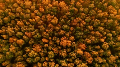 Aerial top view of orange forest in autumn day Stock Footage 162828370