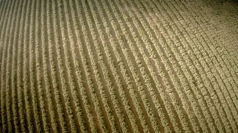 Aerial top view of an orange trees field. Seville, Spain. Stock Footage 40549604