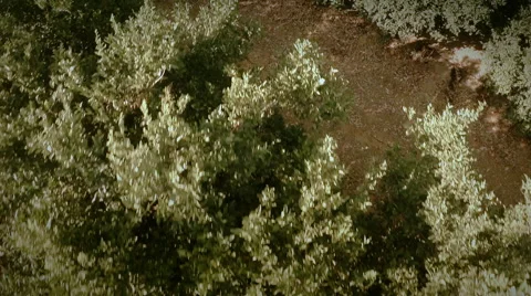 Aerial top view of an orange trees field. Slow motion. Seville, Spain. Stock Footage 40549689