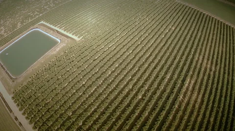 Aerial top view of an orange trees field. Seville, Spain. Stock Footage 40577592