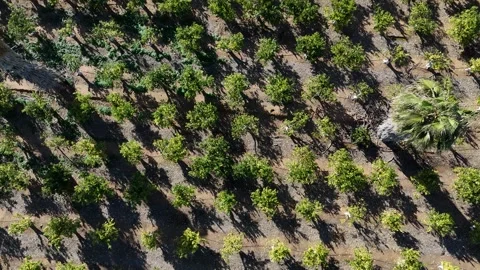 Aerial top view of orchard rows with green trees and farmland Stock Footage 346092926