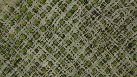 Aerial top of view over black pepper plant, Cambodia 스톡 동영상 83535371