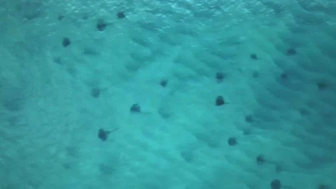 Aerial top view over a group of Stingrays in shallow sea water - birds Vidéo 217429758