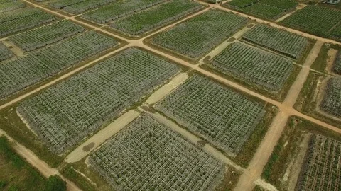 Aerial top of view over pepper farm, Cambodia Stock Footage 83535340