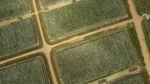 Aerial top of view over pepper farm, Cambodia Stock Footage 83535360