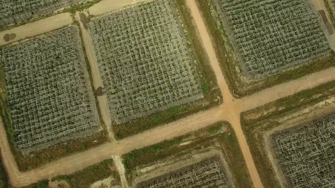 Aerial top of view over pepper farm, Cambodia Stock Footage 83535365