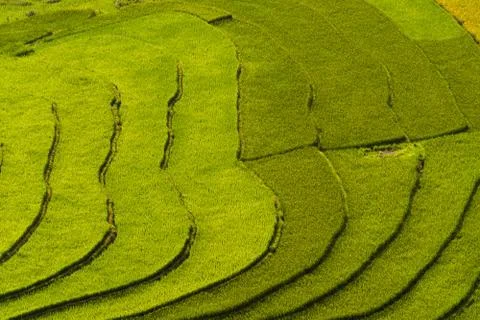 Aerial top view of paddy rice terraces, green agricultural fields in countrys Stock Photos