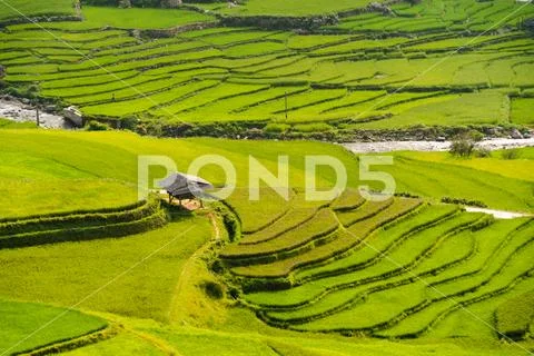 Aerial top view of paddy rice terraces, green agricultural fields in countrys Stock Photos