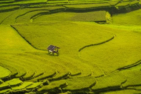 Aerial top view of paddy rice terraces, green agricultural fields in countrys Stock Photos