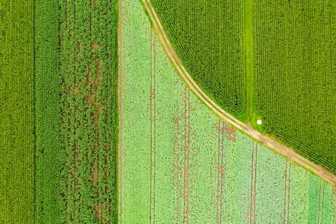 Aerial top view at path between fields of maize and cabbage crops. Stock Photos