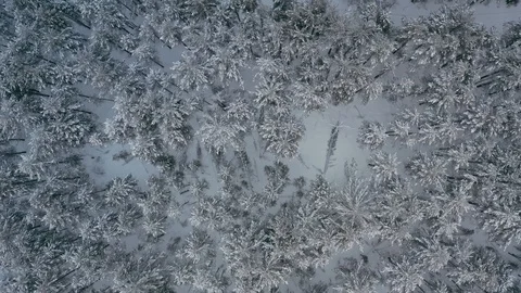 Aerial top view pine forest covered with snow. Stock Footage 125176644