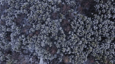 Aerial top view pine tree forest in snow Stock Footage 122323274