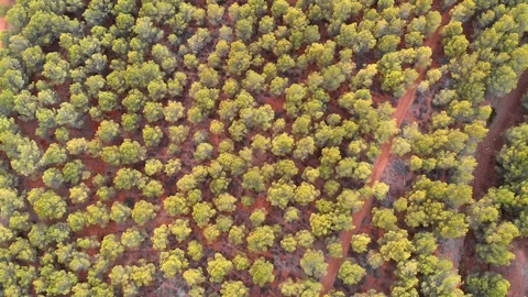 Aerial top view of the pine trees. Forest of stone pines Vidéo 95107286