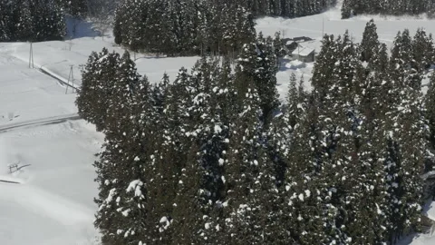 Aerial top view of pine trees during winter in Yamagata Stock Footage 201259761