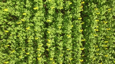 Aerial Top View Pull Out Sunflower Field Stock Footage 74450085