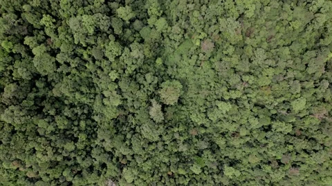 Aerial top view of the rainforest in Bukit Lawang, Sumatra, Indonesia Stock Footage 221656655
