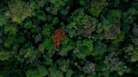 Aerial top view of a rainforest canopy with a large biological diversity Stock Footage 234974776