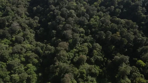 Aerial top view of a rainforest canopy Stock Footage 295932931