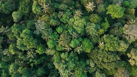 Aerial top view rainforest ecosystem and healthy environment concept Stock Footage 219407858