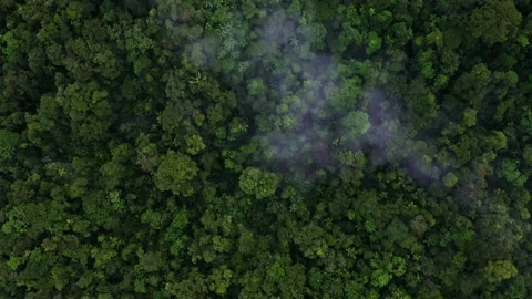 Aerial top view of rainforest tree canopy coverd in layers of fog Stock Footage 196319721
