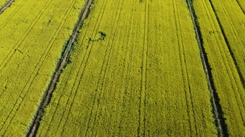 Aerial top view of rapeseed field with tractor lines in Spain 動画素材 332556429