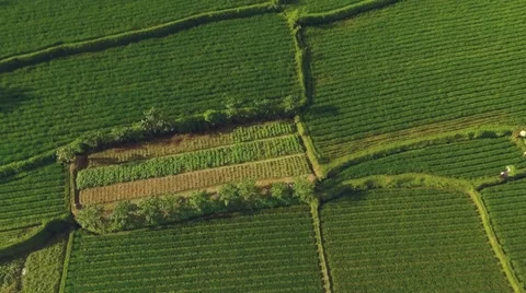 Aerial top view of rice fields in Bali surrounded by jungles, camera tilt up Stock Footage 68115048