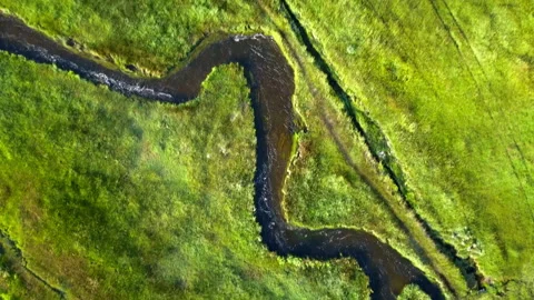 Aerial Top View Of River Flowing Amidst Green Plants With Horses, Drone Flying Stock Footage 245676509