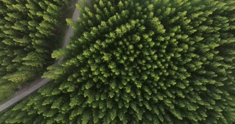 An aerial top view of the road in Pine trees Forest with Sunset scene Stock Footage 226159604